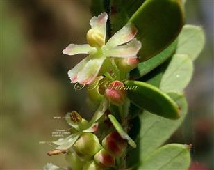   Male Flowers showing column formed by connate filaments 